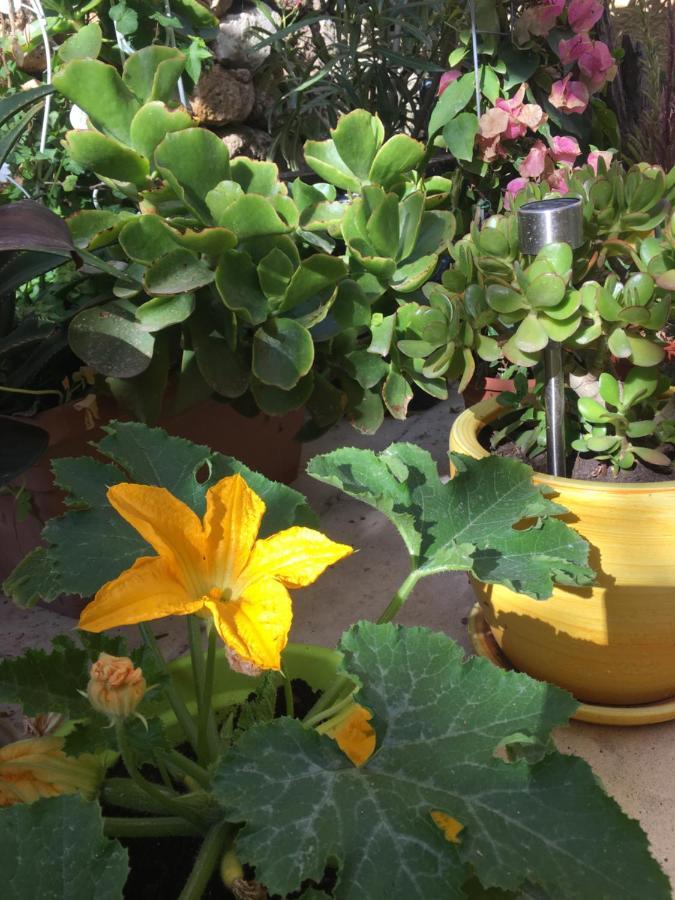Botanica B&B Xagħra Dış mekan fotoğraf